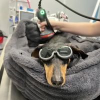 Forever Vets Animal Hospital - Riverside ico