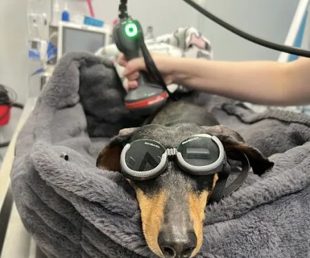 Forever Vets Animal Hospital - Riverside