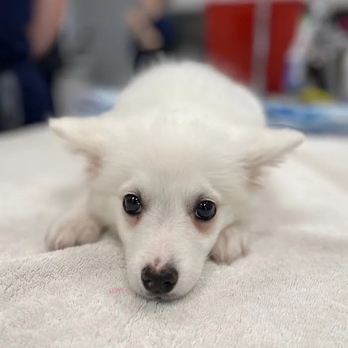 Forever Vets Animal Hospital - Riverside Picture 5