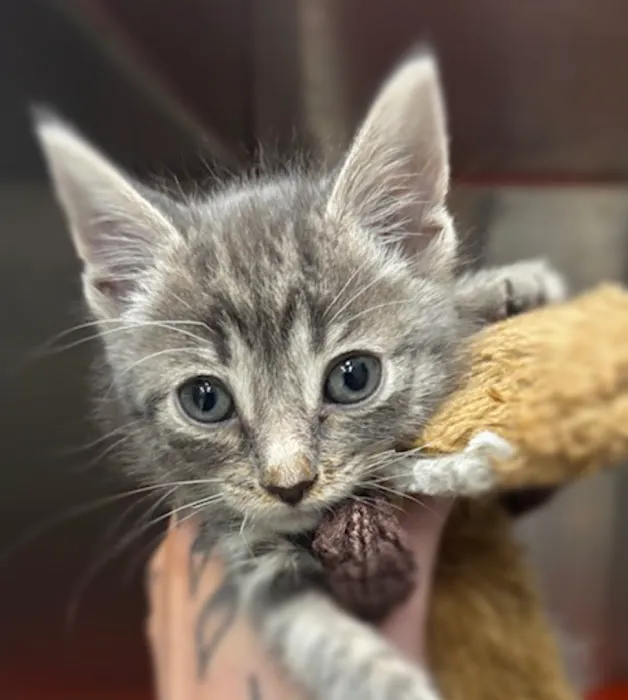 Forever Vets Animal Hospital - Riverside Picture 9