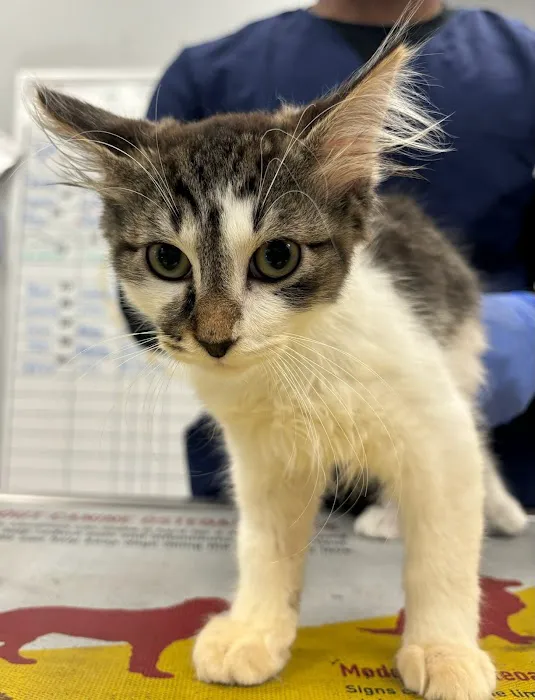Forever Vets Animal Hospital - Riverside Picture 8