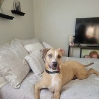 Pet Adoptions ico