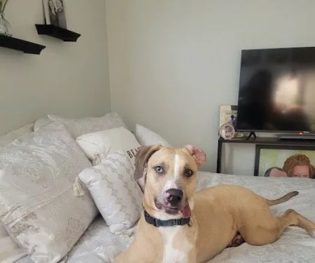 Pet Adoptions