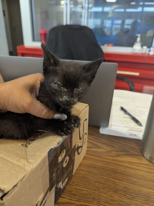 Pet Adoptions Picture 2