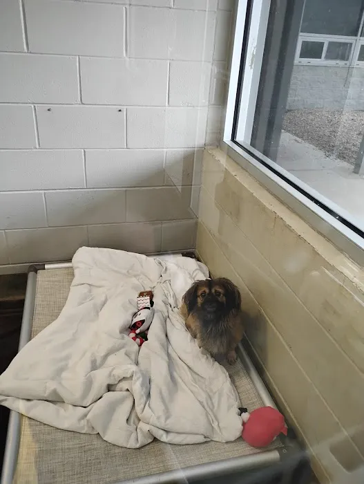 Pet Adoptions Picture 5