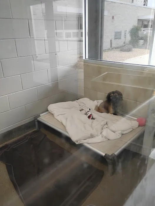 Pet Adoptions Picture 4