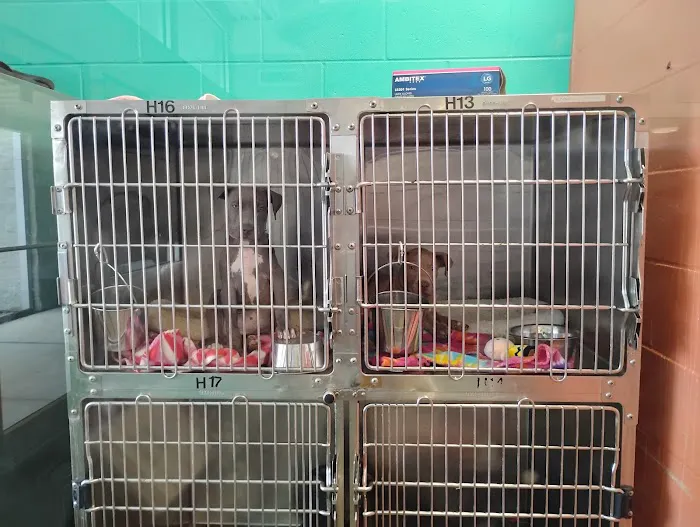 Pet Adoptions Picture 10