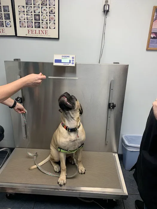 Brentwood Animal Clinic Picture 2