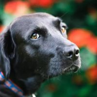 Brentwood Animal Clinic ico