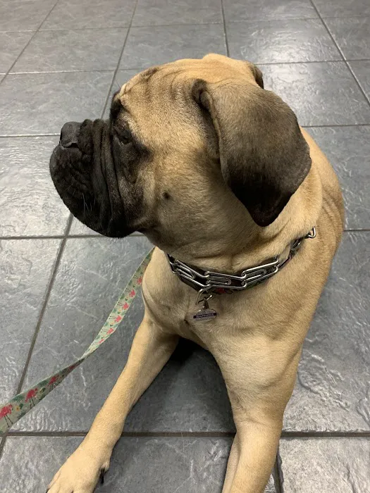Brentwood Animal Clinic Picture 3