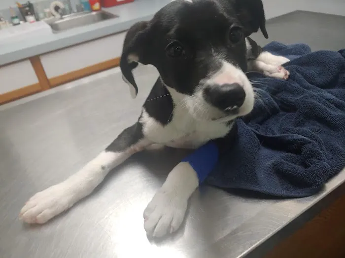 Brentwood Animal Clinic Picture 6