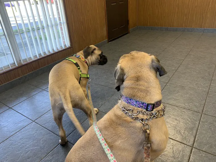 Brentwood Animal Clinic Picture 4