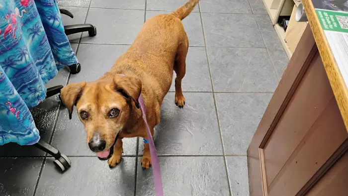 Brentwood Animal Clinic Picture 8