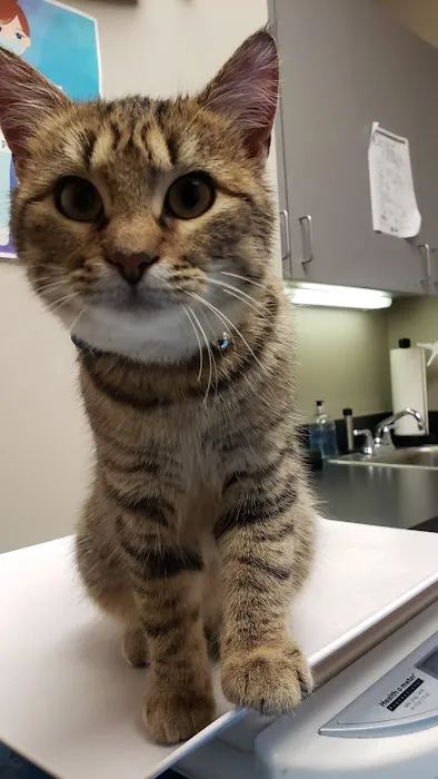 Pet Doctors Picture 1