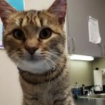 Pet Doctors
