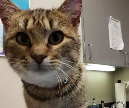 Pet Doctors