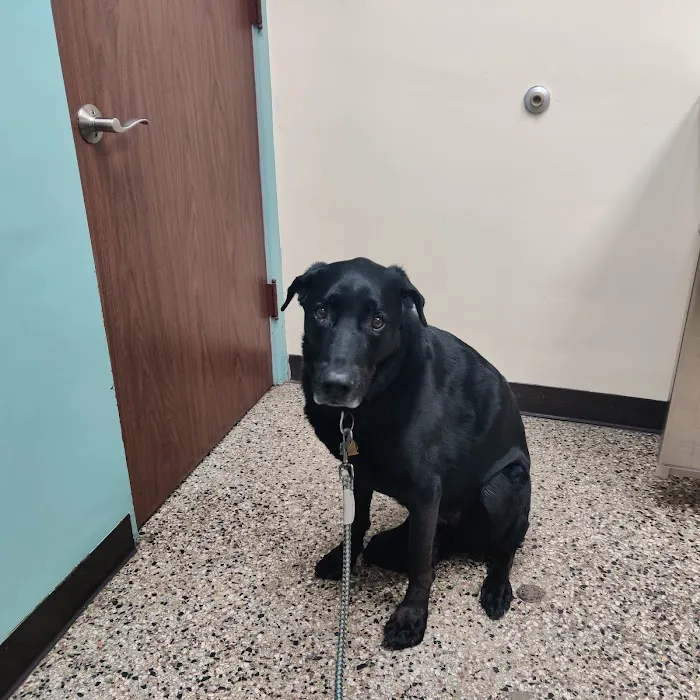 Lyndale Animal Hospital Picture 2