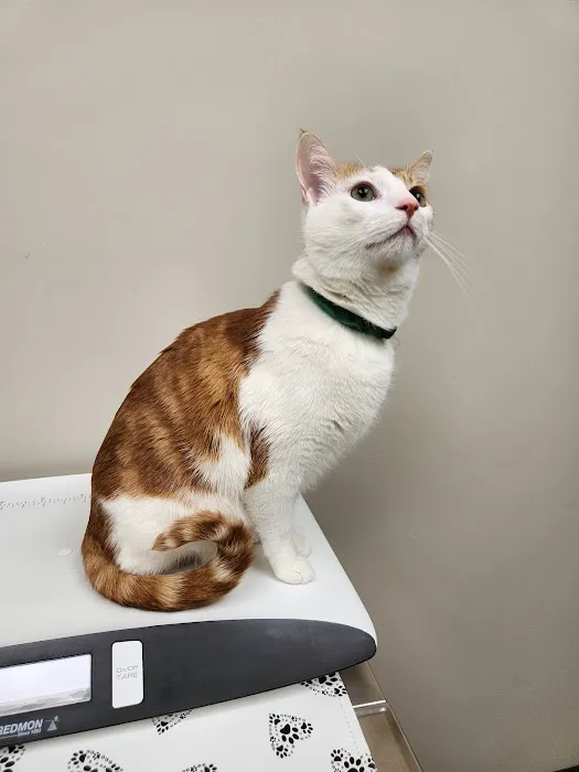 Lyndale Animal Hospital Picture 3