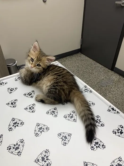 Lyndale Animal Hospital Picture 5