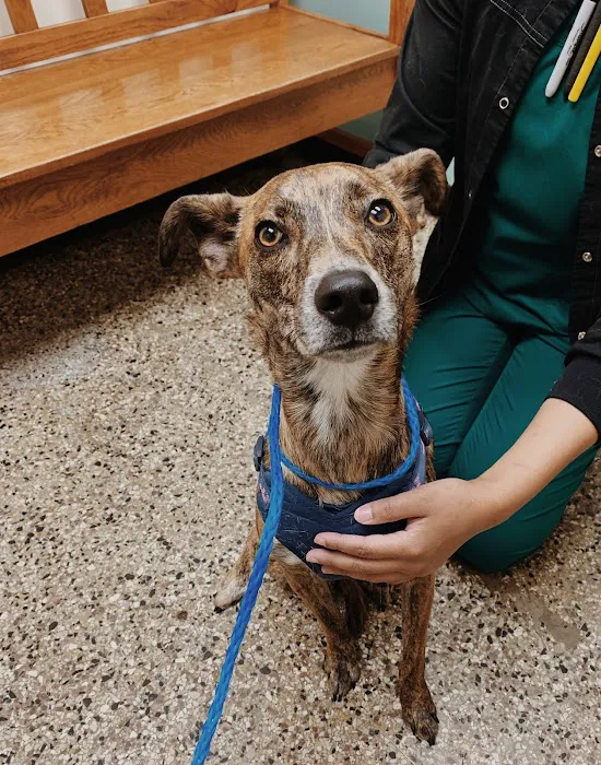 Lyndale Animal Hospital Picture 7