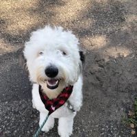 MetroPet Animal Hospital ico