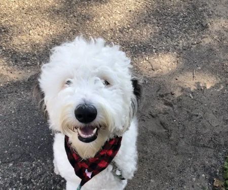 MetroPet Animal Hospital