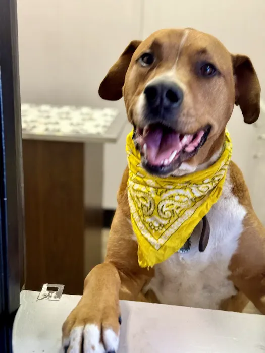 MetroPet Animal Hospital Picture 5