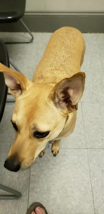 MetroPet Animal Hospital Picture 6