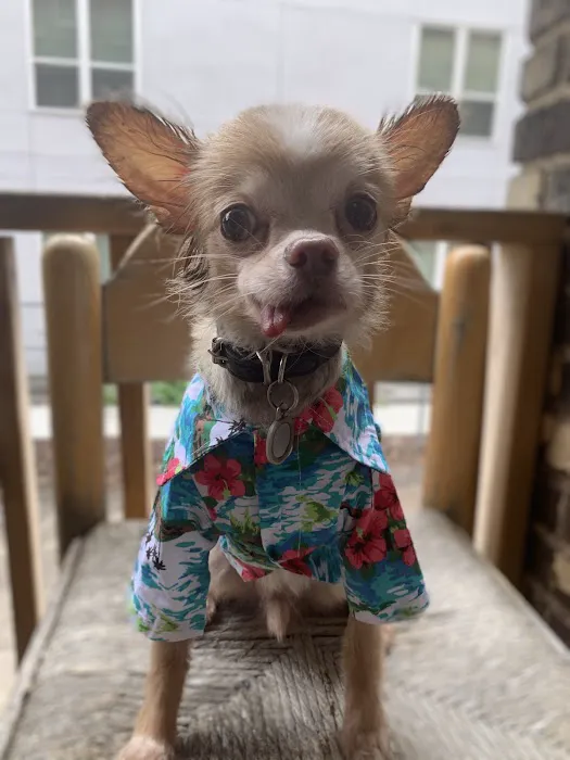 MetroPet Animal Hospital Picture 4