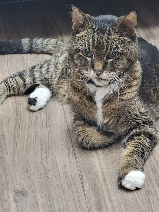 MetroPet Animal Hospital Picture 8