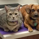 Kenwood Pet Clinic