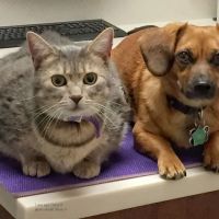 Kenwood Pet Clinic ico