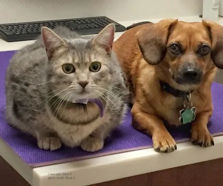 Kenwood Pet Clinic