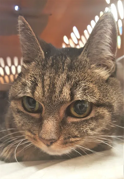 Best Friends Veterinary Medical Center Picture 3