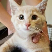 Best Friends Veterinary Medical Center ico