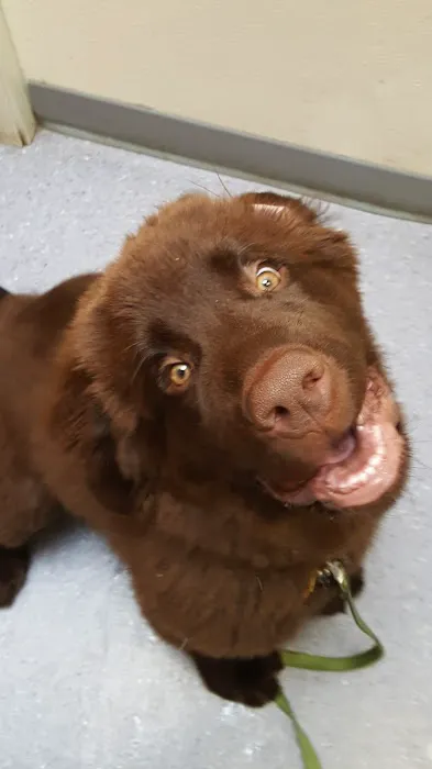 Best Friends Veterinary Medical Center Picture 10