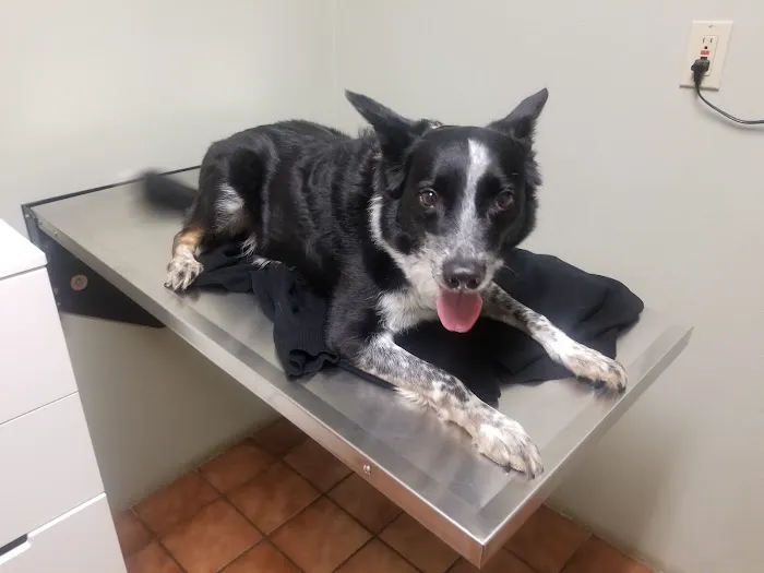 Portland Animal Clinic Picture 3