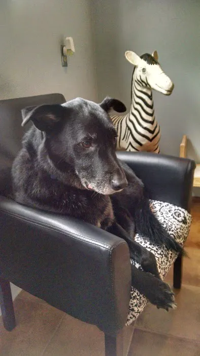 Portland Animal Clinic Picture 7