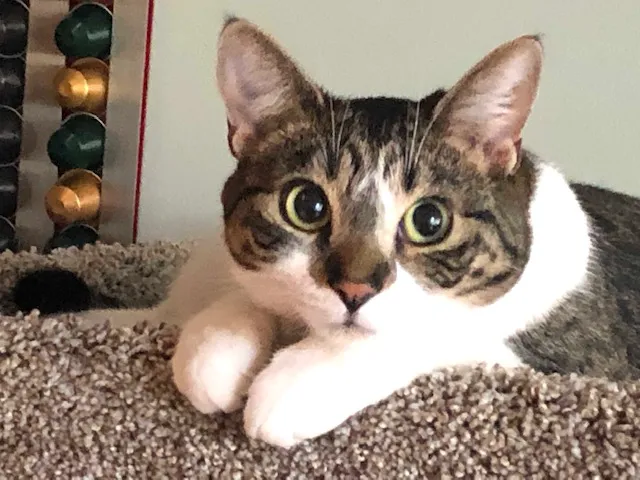 Portland Animal Clinic Picture 8