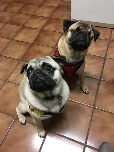 Portland Animal Clinic Picture 9