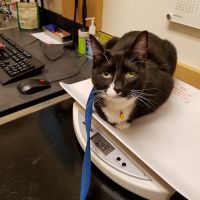 Banfield Pet Hospital ico