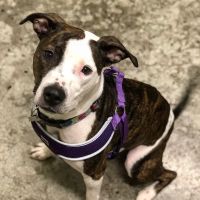 Buckman Veterinary Clinic ico