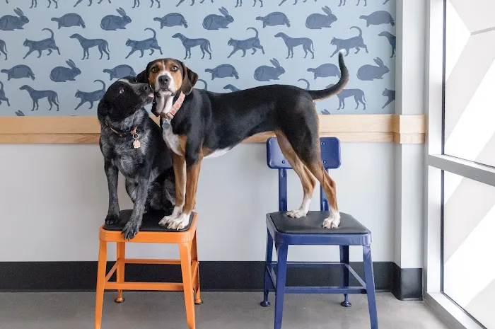 Brooklyn Yard Veterinary Hospital Picture 1