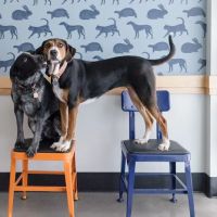 Brooklyn Yard Veterinary Hospital ico