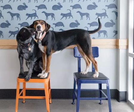 Brooklyn Yard Veterinary Hospital