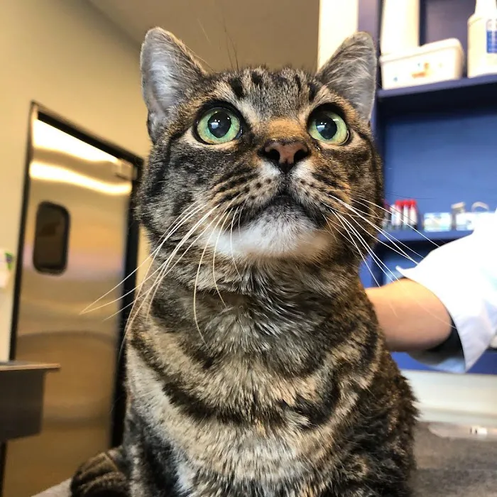 Brooklyn Yard Veterinary Hospital Picture 5