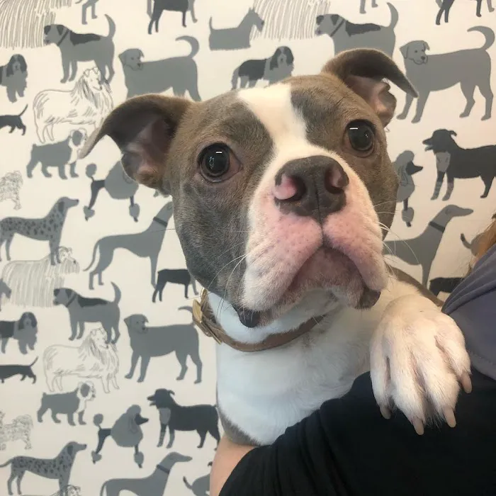 Brooklyn Yard Veterinary Hospital Picture 10