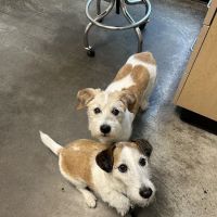 Pearl Animal Hospital ico