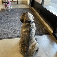 Pet Samaritan Clinic ico