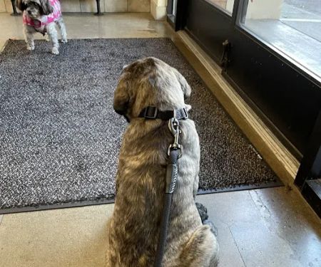 Pet Samaritan Clinic